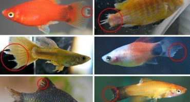 Hniloba ploutví u akvarijních ryb: příznaky a léčba